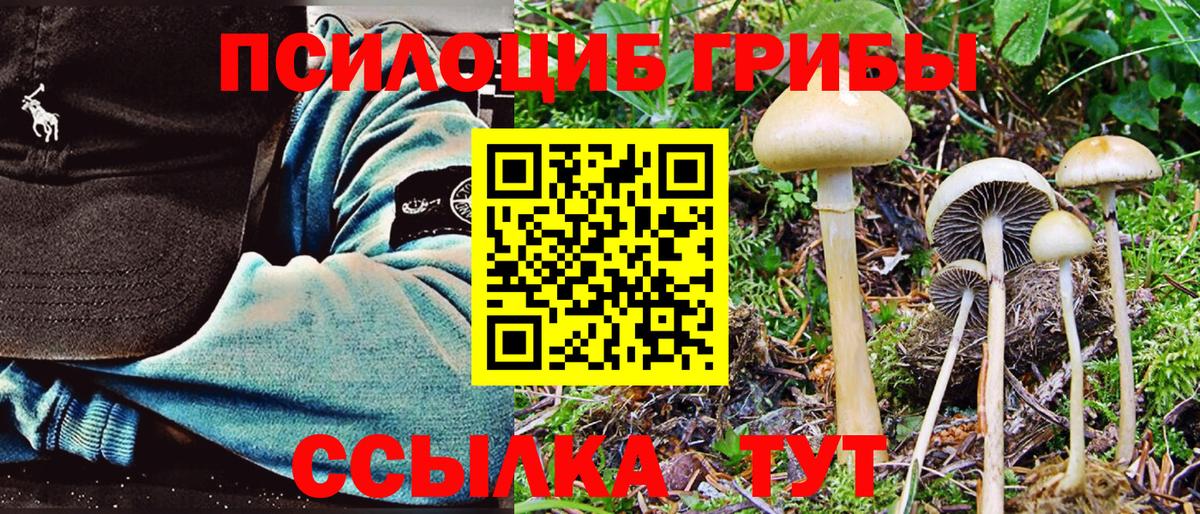 Псилоцибиновые грибы Psilocybine cubensis Великий Новгород